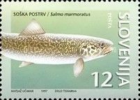Marble Trout (Salmo marmoratus)