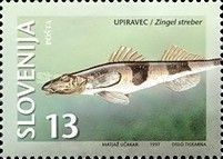 Streber (Zingel streber)