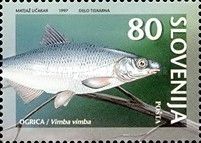 Vimba Bream (Vimba vimba)