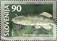 European Mudminnow (Umbra krameri)