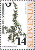 Common Juniper (Juniperus communis)
