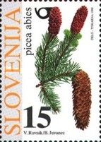 Common Spruce (Picea abies)