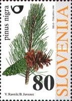 Black Pine (Pinus nigra)