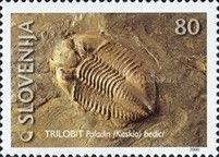 Fossils Trilobite