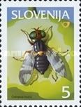 European Cherry Fruit Fly