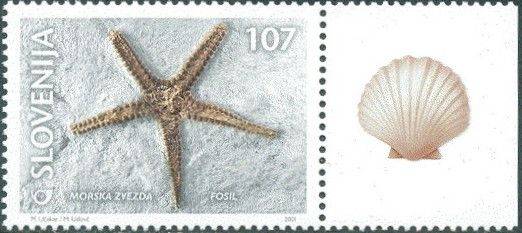 Fossils - Starfish Fossil