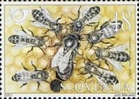 Grey Carniolan bee (Apis mellifera carnica)(Queen Bee)