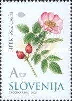 Dog Rose (Rosa canina) - Medicinal Herbs