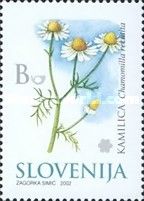 Chamomile (Chamomilla recutita) - Medicinal Herbs
