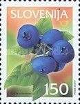 Bilberry (Vaccinium myrtillus L.)