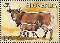 Cika Cattle