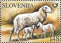 Solčava Sheep