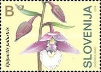 Marsh Helleborine (Epipactis palustris)