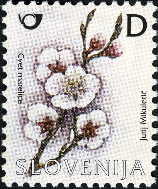 Apricot blossom