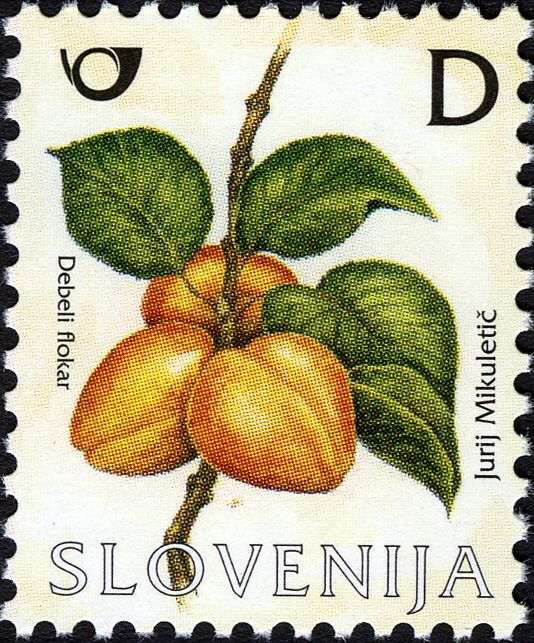 Apricot Fruits