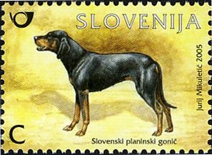 The Slovenian Mountain Hound