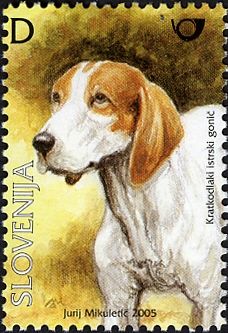 The Istrian Smooth-coated Hound