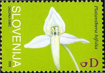 Lesser butterfly-orchid (Platanthera bifolia)