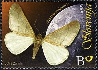 Ibernia of Anker (Erannis ankeraria)