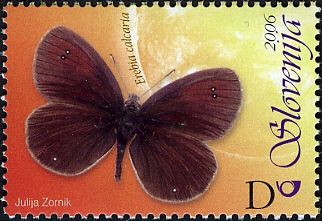 Lorkovic's Brassy Ringlet (Erebia calcaria)