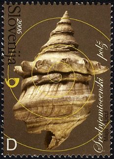 Middle Miocene Fossil - Snail