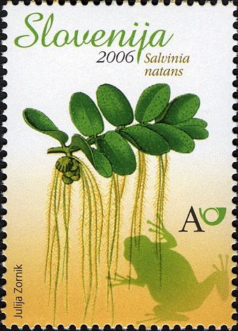 Floating Moss (Salvinia natans)