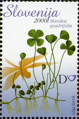 European Water Clover (Marsilea quadrifolia)