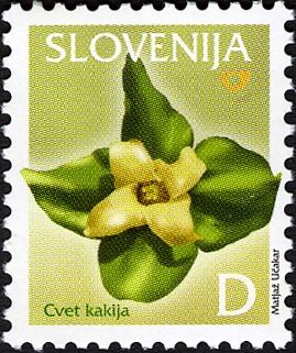Persimmon Flower