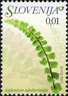 Adulterated Spleenwort (Asplenium adulterinum)
