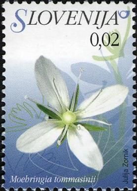 Tommasini's Sandwort (Moehringia tommasinii)