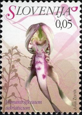 Adriatic Lizard Orchid (Himantoglossum adriaticum)