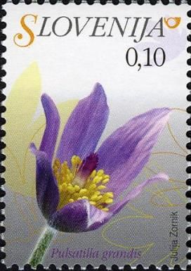 Greater Pasque Flower (Pulsatilla grandis)