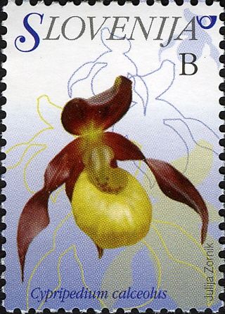 Lady's Slipper (Cypripedium calceolus)