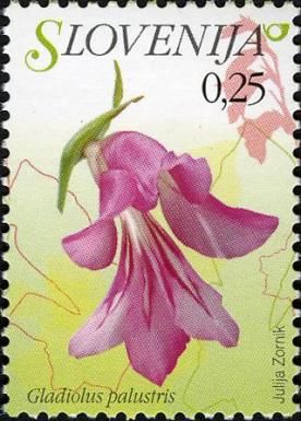 Marsh Gloadiolus (Gladiolus palustris)