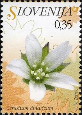 Dineric Chickweed (Cerastium dinaricum)