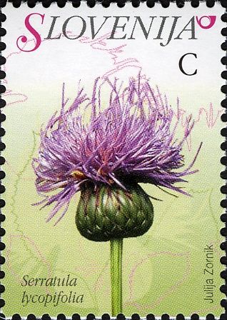 Saw-wort (Serratula lycopifolia)