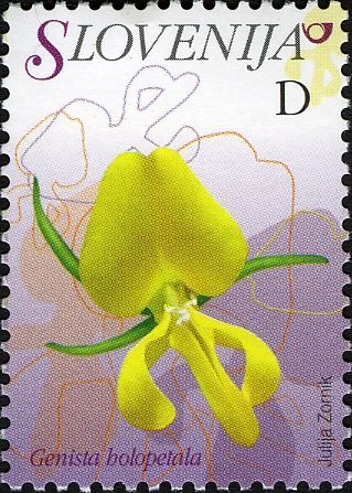 Entire-Petalled Gorse (Genista holopetala)