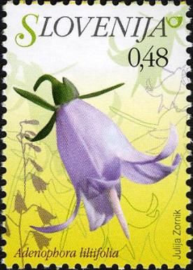 Lily of Ladybells (Adenophora liliifolia)