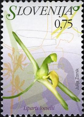 Fen Orchid (Liparis loeselii)