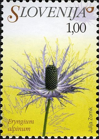 Alpine Thistle (Eryngium alpinum)