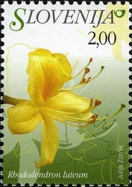 Yellow Azalea (Rhododendron luteum)
