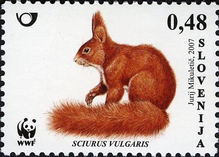Eurasian Red Squirrel (Sciurus vulgaris)
