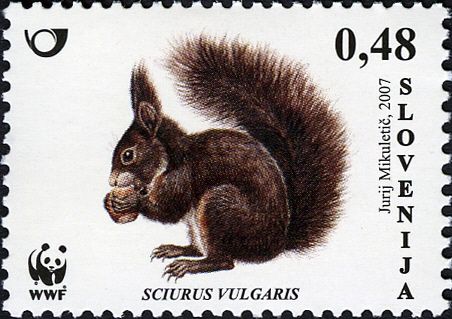 Eurasian Red Squirrel (Sciurus vulgaris)
