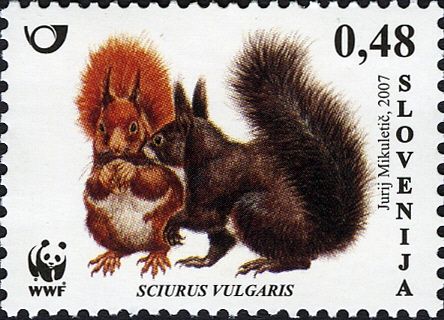 Eurasian Red Squirrel (Sciurus vulgaris)