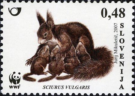 Eurasian Red Squirrel (Sciurus vulgaris)