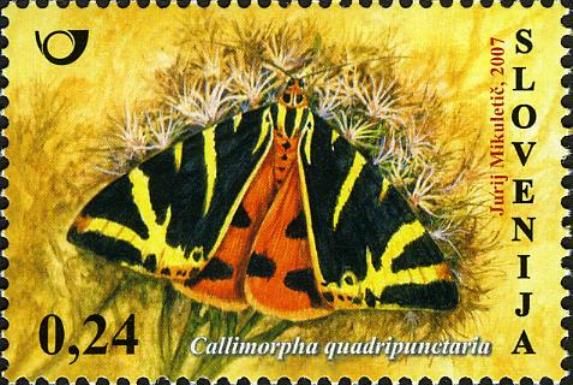 Tiger moth (Callimorpha quadripunctaria)