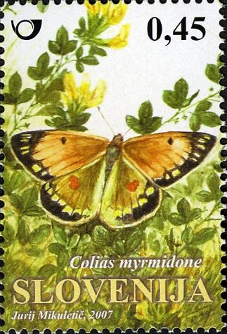 Danube clouded yellow (Colias myrmidone)