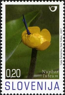 Yellow Pond Lily (Nuphar luteum)