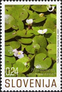 Frogbit (Hydrocharis morsus-ranae)
