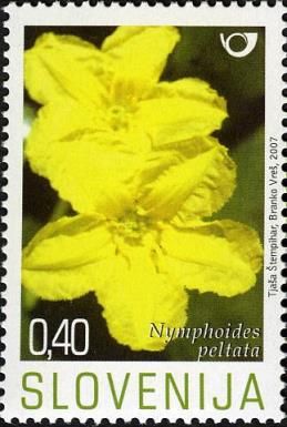 Fringed Water-lily (Nymphoides peltata)